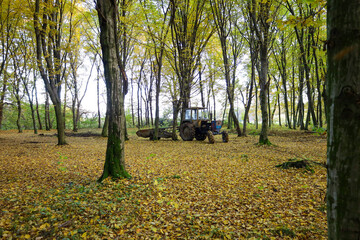 A sparse, autumn forest with slender tree trunks and yellowing canopies serves as the backdrop for an old tractor parked in the middle. The entire ground is covered by a dense carpet of fallen leaves,