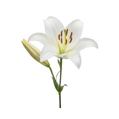 Elegant white lily flower with bud, showcasing its pristine petals isolated on transparent background