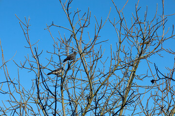 Two birds perch amidst a dense tangle of bare tree branches, standing out sharply against a brilliant blue winter sky. The leafless tree creates a natural yet graphic pattern, highlighting the birds' 