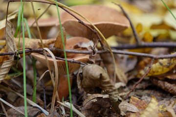 ​A close-up shot features a cluster of small brown-orange mushrooms growing amongst fallen autumn leaves, twigs, and green blades of grass. This macro scene conveys a cozy and detailed atmosphere of t