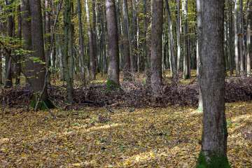 Obraz premium A dense forest in late autumn, where numerous tall tree trunks create a vertical rhythm, and the ground is completely covered with a carpet of fallen yellow leaves.