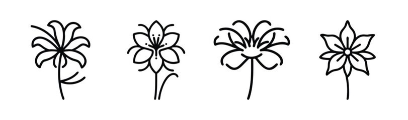 Obraz premium Four delicate line art flowers spider lily botanical drawing collection for design