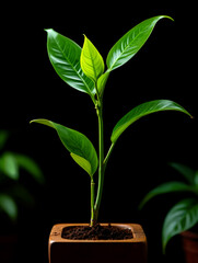Young plant growing in a pot symbolizes new beginnings and growth indoors nature photography on dark background