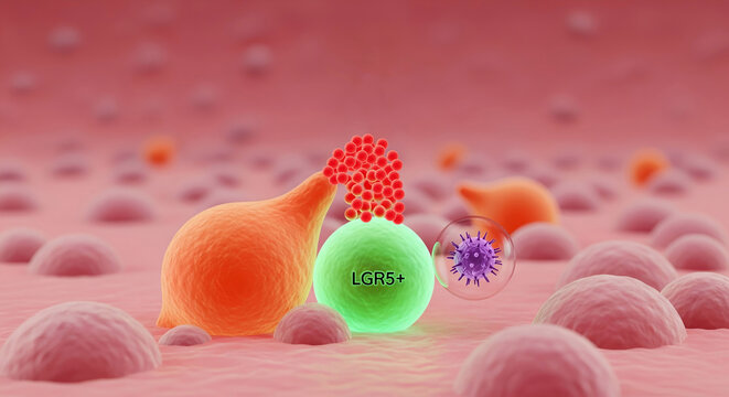 Paneth Cell Shielding LGR5+ Stem Cell in Intestinal Crypt