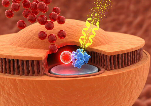 NOD2 Receptor Detecting MDP Inside Paneth Cell
