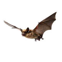 Obraz premium Brown bat flying with open wings, transparent background