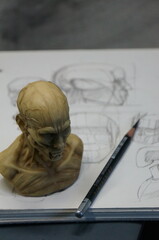 Anatomy sculpture of human head on detailed drawing
