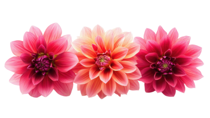 Dahlia flowers vibrant spring plants blooming colorful petals garden floral beauty fresh nature botanical blossom isolated on white background