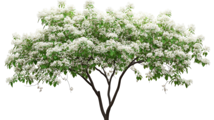 Fringe tree blossom delicate white flowers blooming spring botanical branch soft petals foliage fresh nature flora isolated on white background