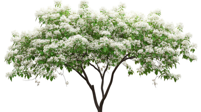 Fringe tree blossom delicate white flowers blooming spring botanical branch soft petals foliage fresh nature flora isolated on white background