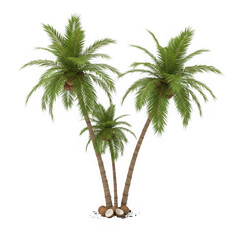 Fototapeta premium 3d tropical coconut palm trees cluster isolated on transparent background