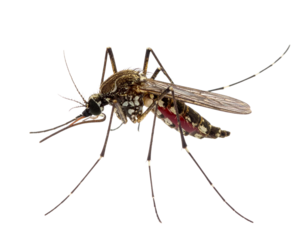 mosquito isolated on white background PNG