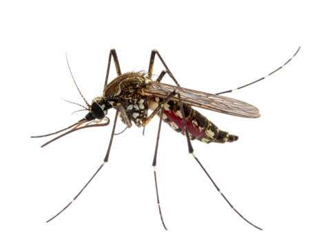 mosquito isolated on white background PNG