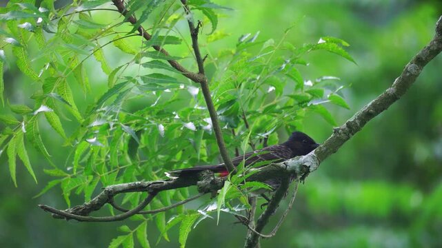 A red-vented bulbul (Pycnonotus cafer) is sitting on a tree branch.