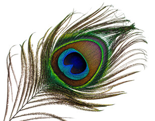 Obraz premium A peacock feather isolated on white background PNG