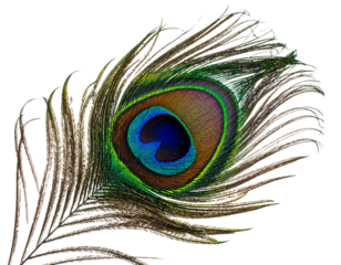  A peacock feather isolated on white background PNG