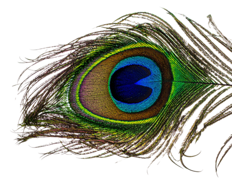 A peacock A peacock feather isolated on white background PNG isolated on white background PNG