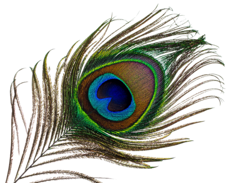 A peacock feather isolated on white background PNG - Powered by Adobe