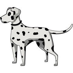 Playful Dalmatian Dog Stands Proudly With Its Distinctive Black Spots on a White Background With a Transparent Overlay