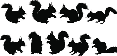 “Collection of detailed squirrel silhouette illustrations, showcasing various poses and bushy tail shapes, perfect for wildlife designs, nature themes, and vector animal artwork.”