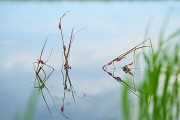 Cherry snail eggs on dry grass