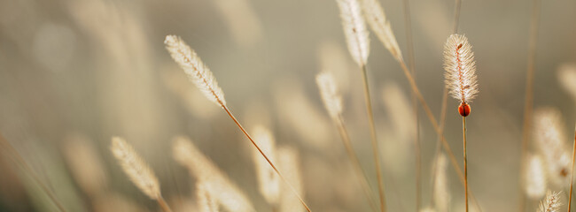 Flower field, meadow flowers in soft warm light. Autumn landscape blurry nature background.