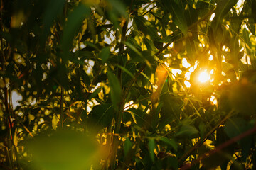Eucalyptus leaves. branch eucalyptus tree nature background
