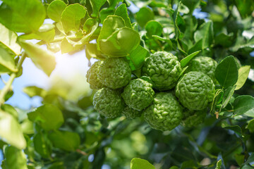 The kaffir lime fruit is still small on the tree.
