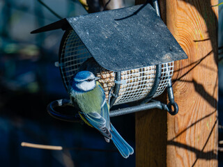 Blaumeise am Futterhaus