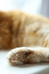 Macro view of an orange cat's paw resting on a white surface in a soft light setting