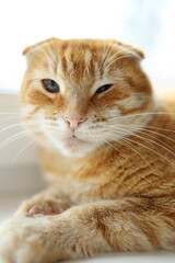 Close-up view of a relaxed orange cat with expressive eyes lounging at home in natural light