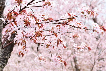 Close-up of cherry blossoms in full bloom, Japan