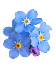 Fototapeta premium Close-up of delicate light blue flowers with bright yellow centers, some petals are slightly blurred. Isolated on white