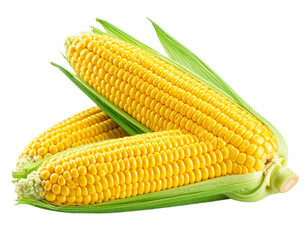 Fresh corn cobs isolated on white background, transparent PNG