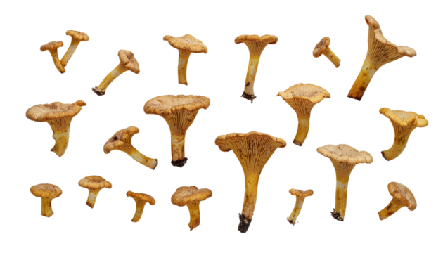 Fresh brown edible Boletus mushrooms, a natural autumn fungi ingredient, isolated on a white background