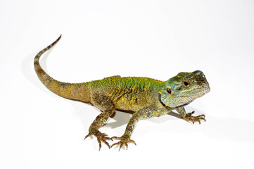 Savigny's agama // Blaukehlagame  (Trapelus savignii) 