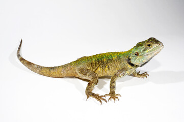 Savigny's agama // Blaukehlagame  (Trapelus savignii) 