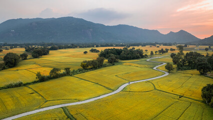 December 9, 2024: Panorama of Ta Pa rice fields, An Giang province, Vietnam