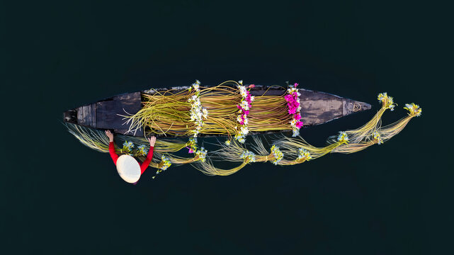 September 27, 2023: women in Long An province, Vietnam are harvesting water lilies in the fields - Powered by Adobe