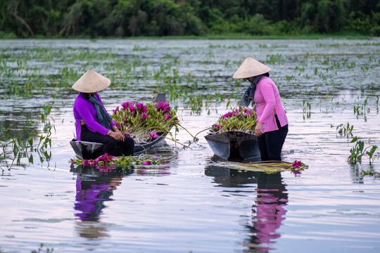 September 27, 2023: women in Long An province, Vietnam are harvesting water lilies in the fields