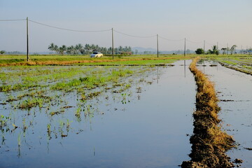 Fototapeta premium Flooded Paddy Field with Car