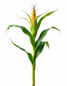Vibrant maize plant stalk stands tall. Fresh yellow ear of corn grows with green husks, silk. Isolated crop natural agricultural food growth. Ready for harvest represents healthy farm produce. Rich
