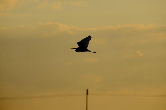 Flying Heron at Golden Hour