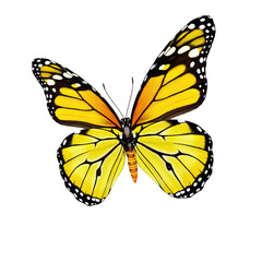 Fototapeta premium Vibrant Monarch Butterfly with Intricate Wing Patterns Isolated on a Black Background in a Detailed Close-Up Studio Shot