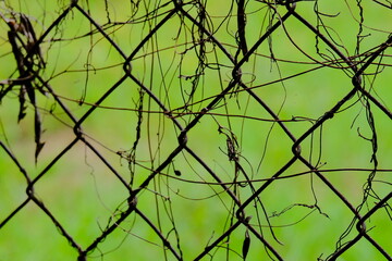 Rusty wire fence tangled with thin dry vines against green grass