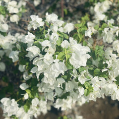 A lush cluster of white bougainvillea flowers with vibrant green leaves in bright natural sunlight.