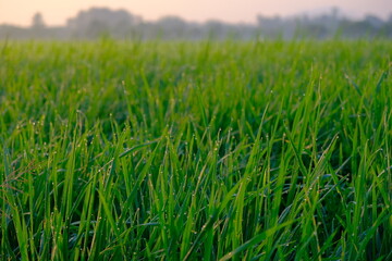 Green Rice Paddy Field with Dew Drops at Dawn Close-up