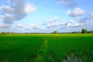 Blue Sky and Puffy Clouds Over Lush Paddy