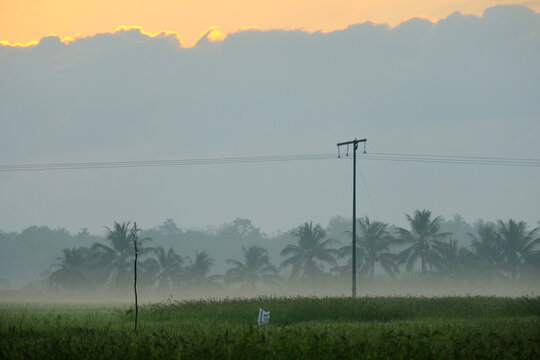 Misty sunrise over rural paddy field with power lines and palm trees