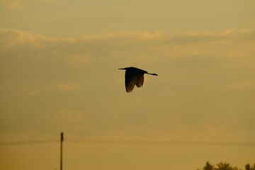 Lone Heron Soaring at Dusk